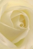 Drawing the viewer deeply into the heart of a cream-white rose, this image conjures the feeling of being enveloped within its velvety petals, safe and soothed amidst the bustle of Charlton. The spiral pattern of each petal, unfolding inwards, radiates gentle harmony, creating a sense of peaceful anticipation. Soft, diffused light washes over the flower, highlighting gradations from ivory to faint lemon at the core, while shadows set a tone of intimacy and quiet drama. The physical texture is soft and cool to the imagined touch, the outer petals so fine and nearly transparent that they whisper of fleeting beauty. There is a sense of solace and strength combined, the kind one might find strolling Charlton's leafy lanes on a quiet afternoon. This rose stands as the purest emblem for moments of sympathy, admiration, or the gentle celebration of new beginnings, its imagined scent hinting sweetly and cleanly at the hopefulness of spring. The elegant composition speaks not only to the flower's natural perfection but also to the local florist's steady hand and intuitive understanding. In Charlton, every bloom-especially one as flawlessly arranged as this-is more than a flower, it is a heartfelt message crafted with sincerity and artistry.